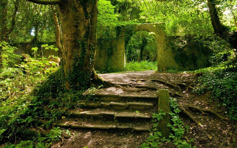 Ancient stone steps in a forest