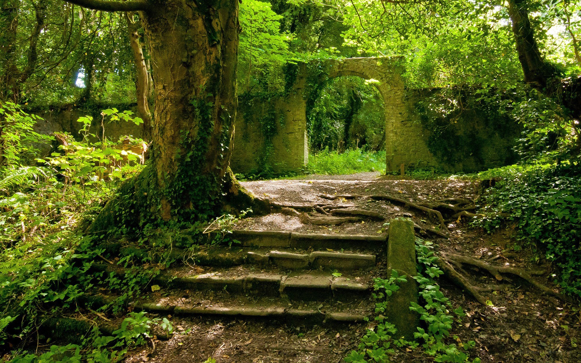 Ancient stone steps in a forest