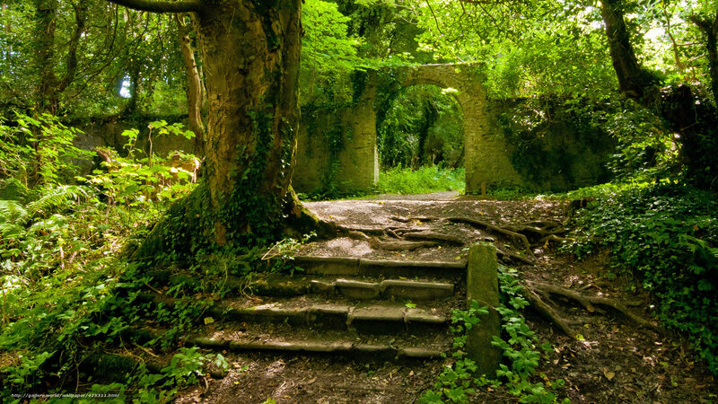 Ancient stone steps in a forest