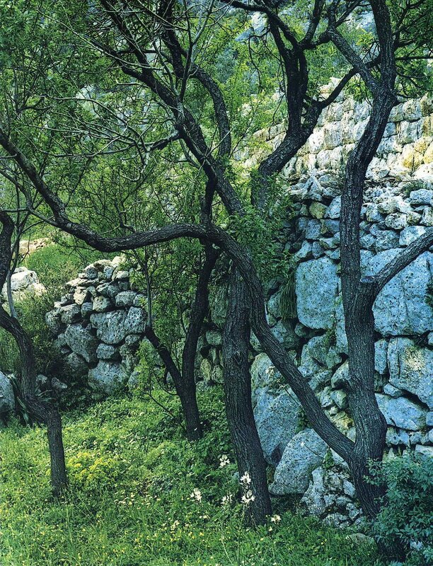 Ancient stone wall with trees