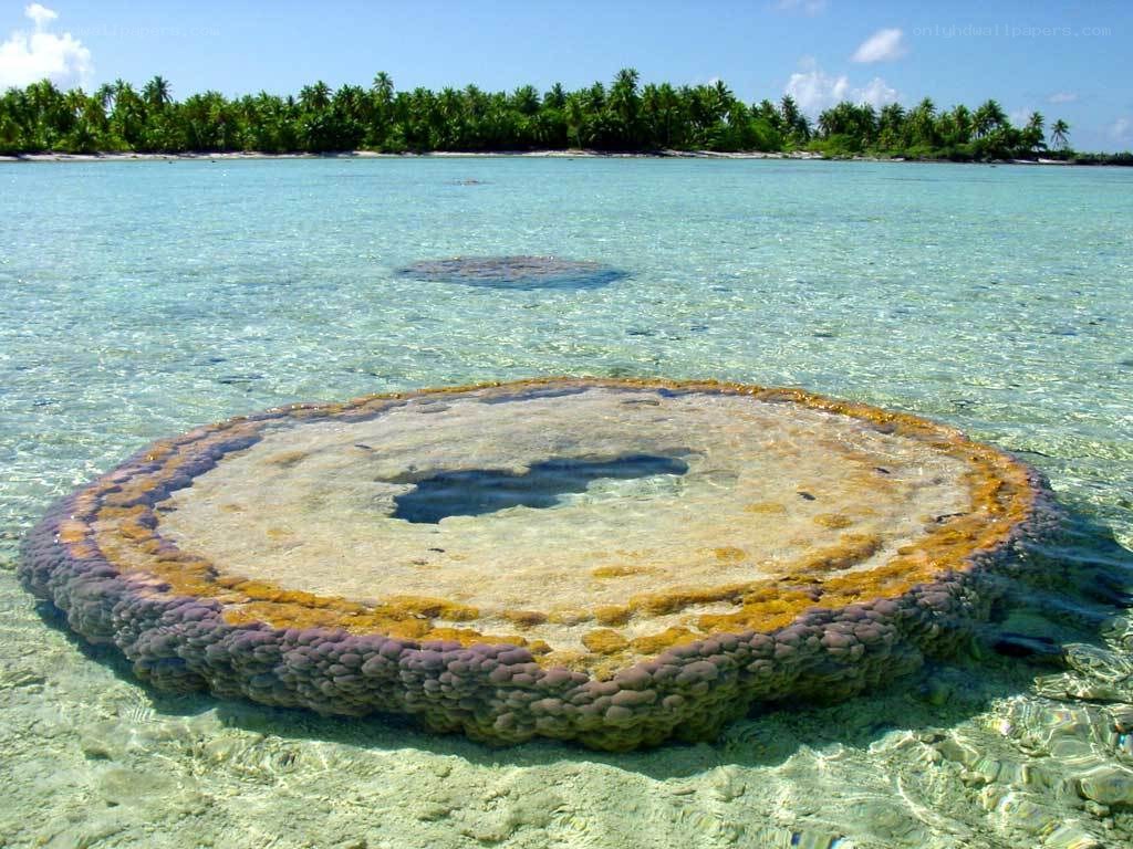 ancient stone wheel in clear water