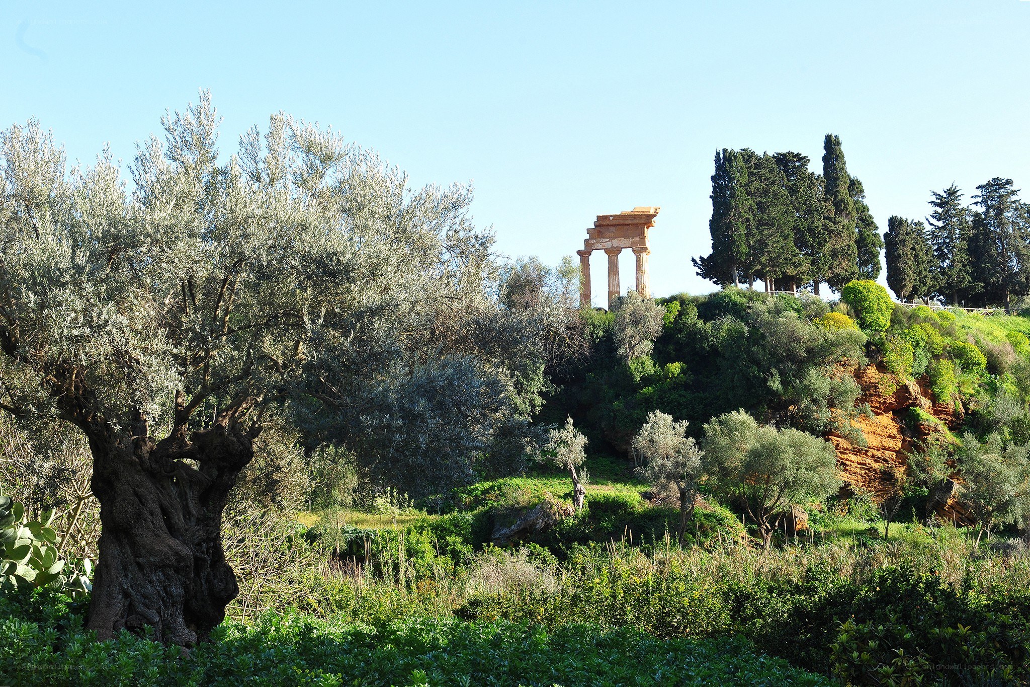 Ancient temple ruins in olive grove