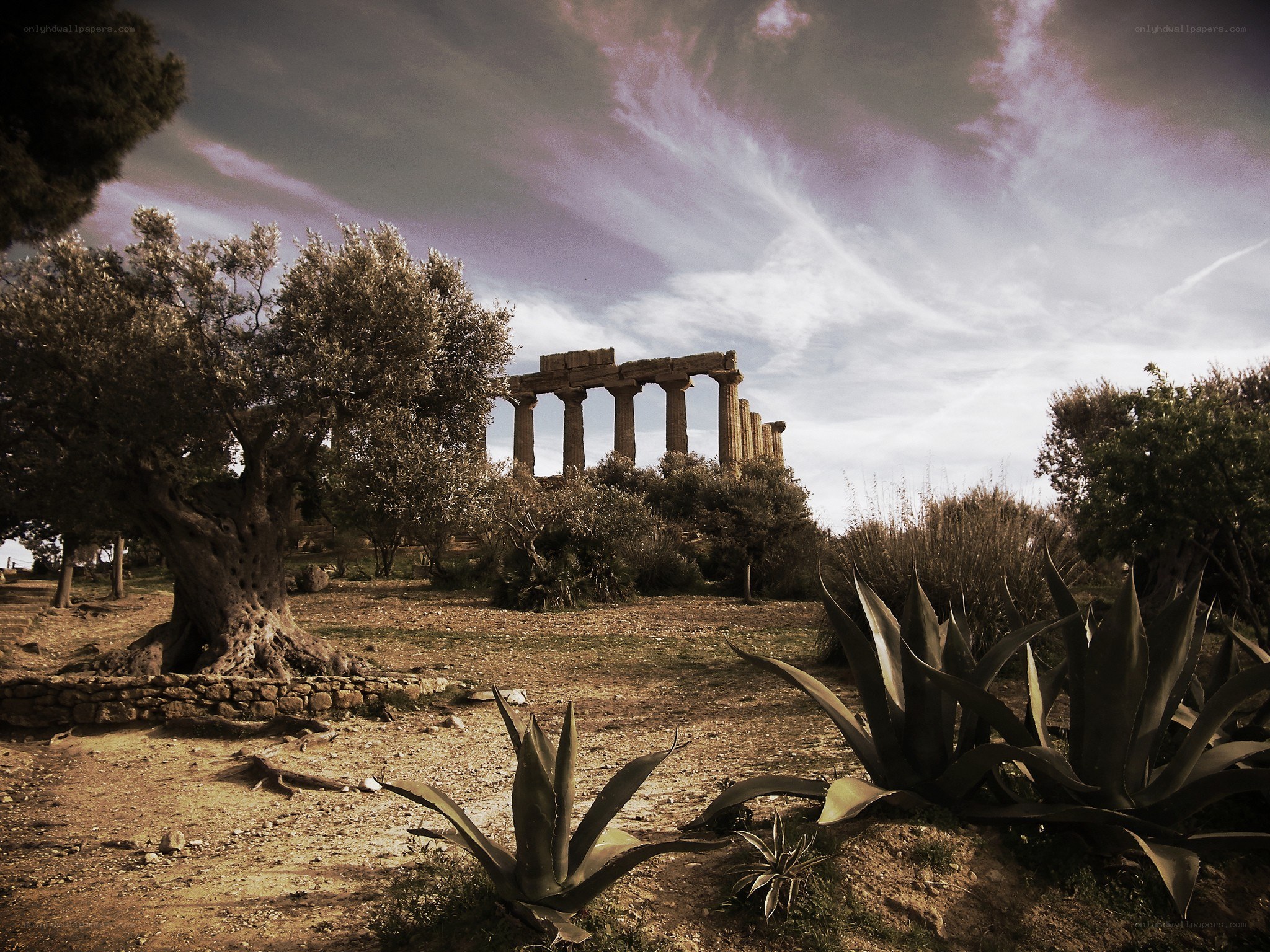 Ancient temple ruins with olive trees