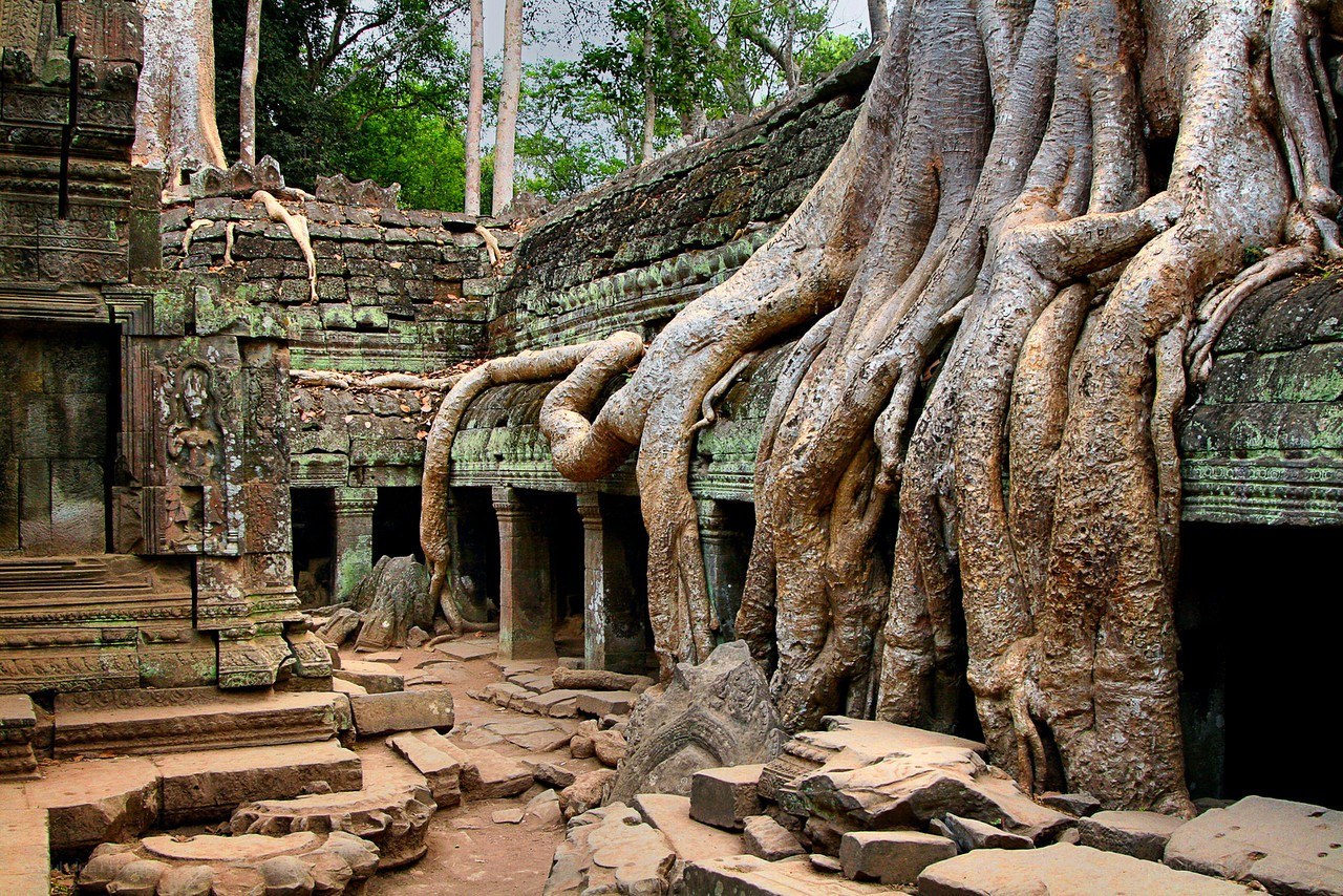 Ancient temple ruins with tree roots