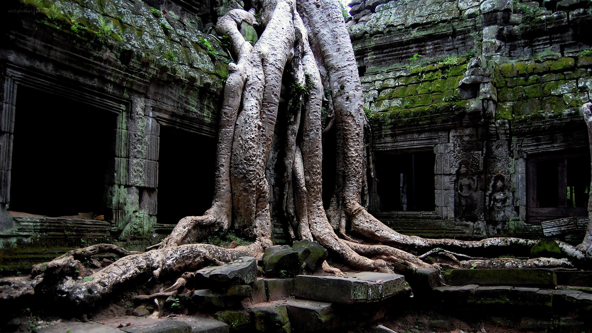 ancient temple with tree roots
