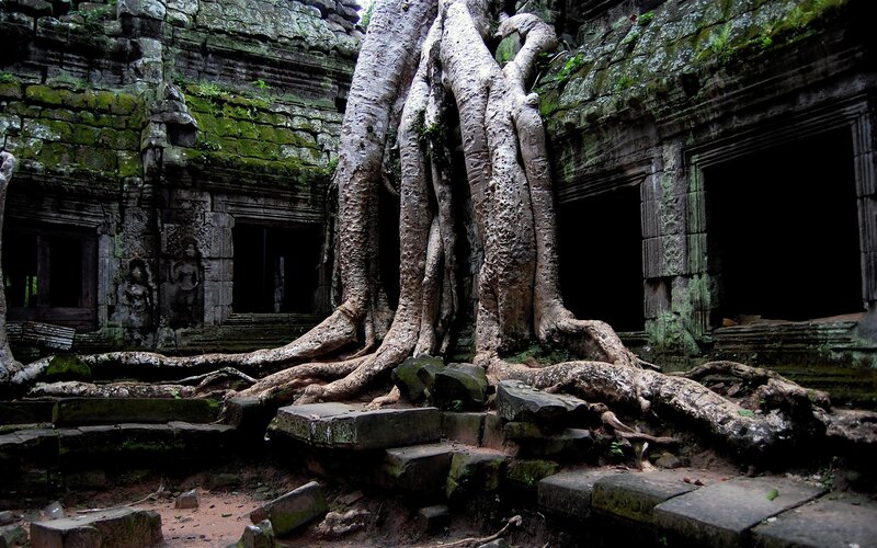 Ancient temple with tree roots
