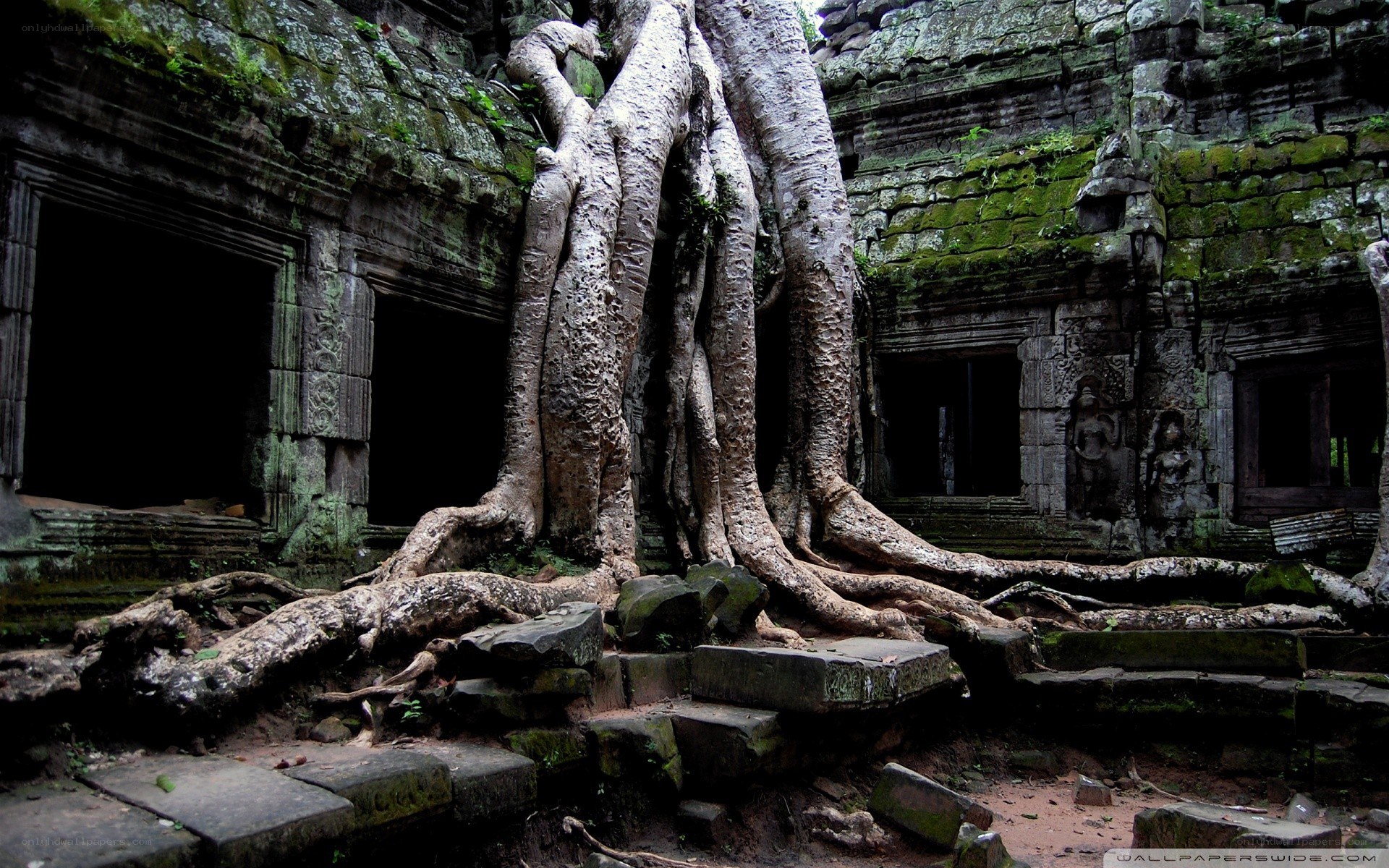 Ancient temple with tree roots