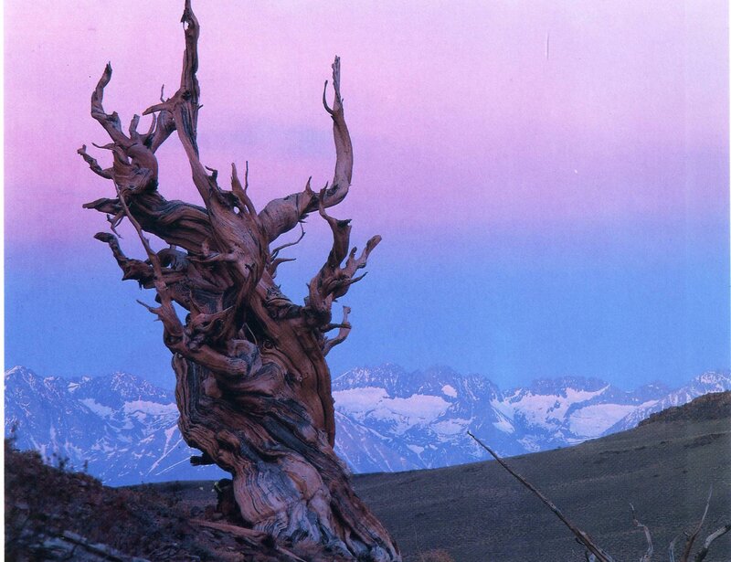 Ancient tree against mountains