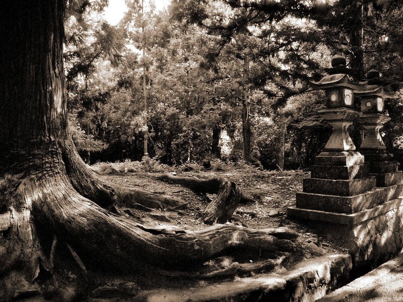 ancient tree and stone lantern
