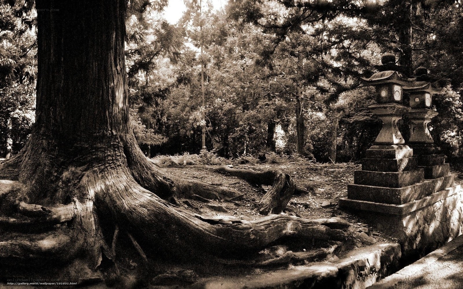 Ancient tree and stone lantern