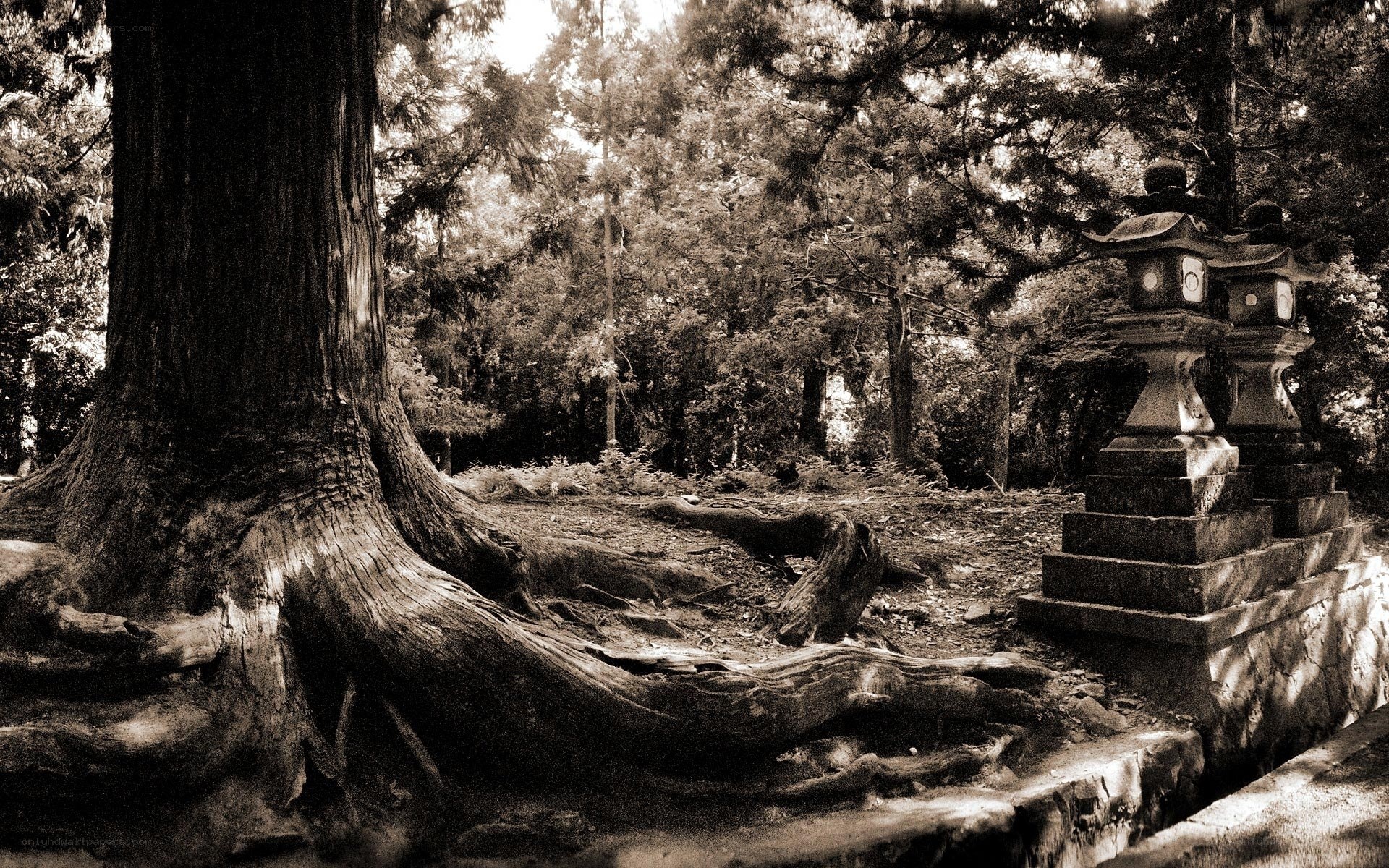 Ancient tree and stone lanterns