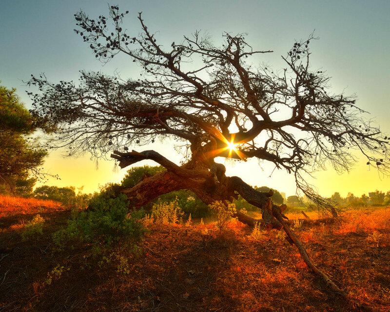 Ancient Tree at Sunset — Orange