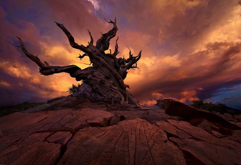 Ancient tree at sunset