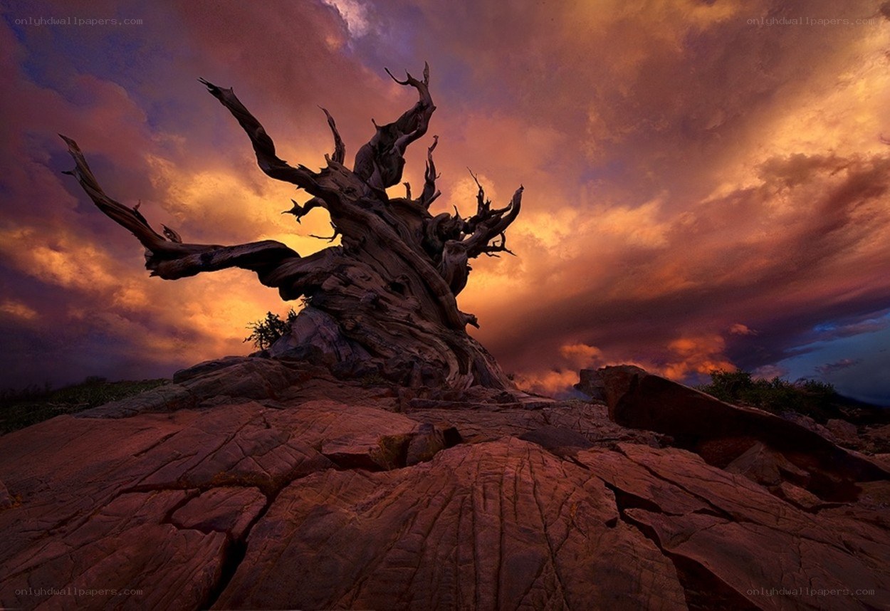 Ancient tree at sunset