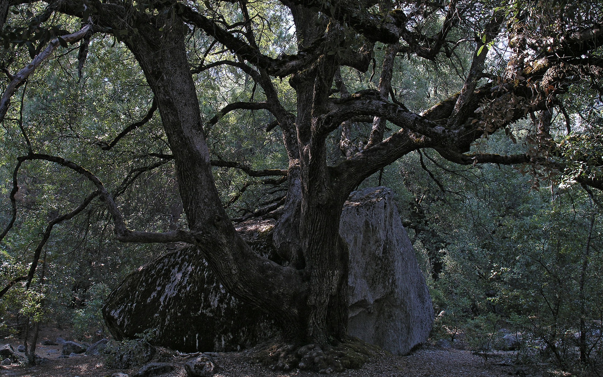 Ancient tree beside a large rock