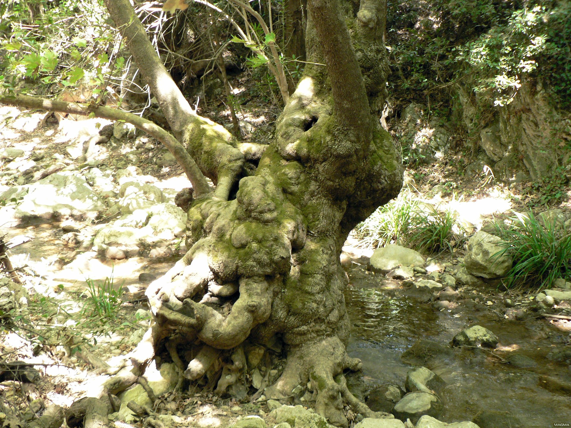 Ancient tree by a stream
