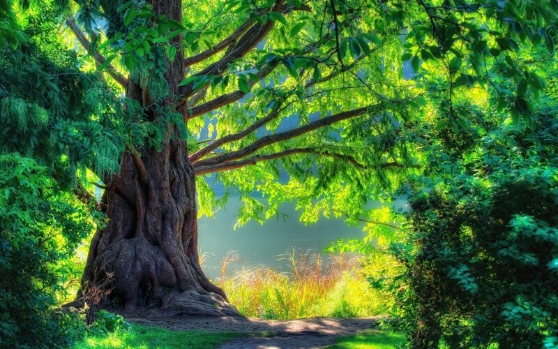 Ancient Tree by Lake — Green