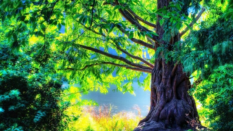 Ancient Tree by Lake