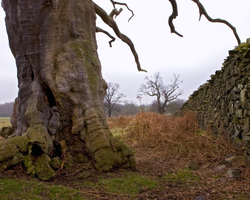 Ancient tree by stone wall