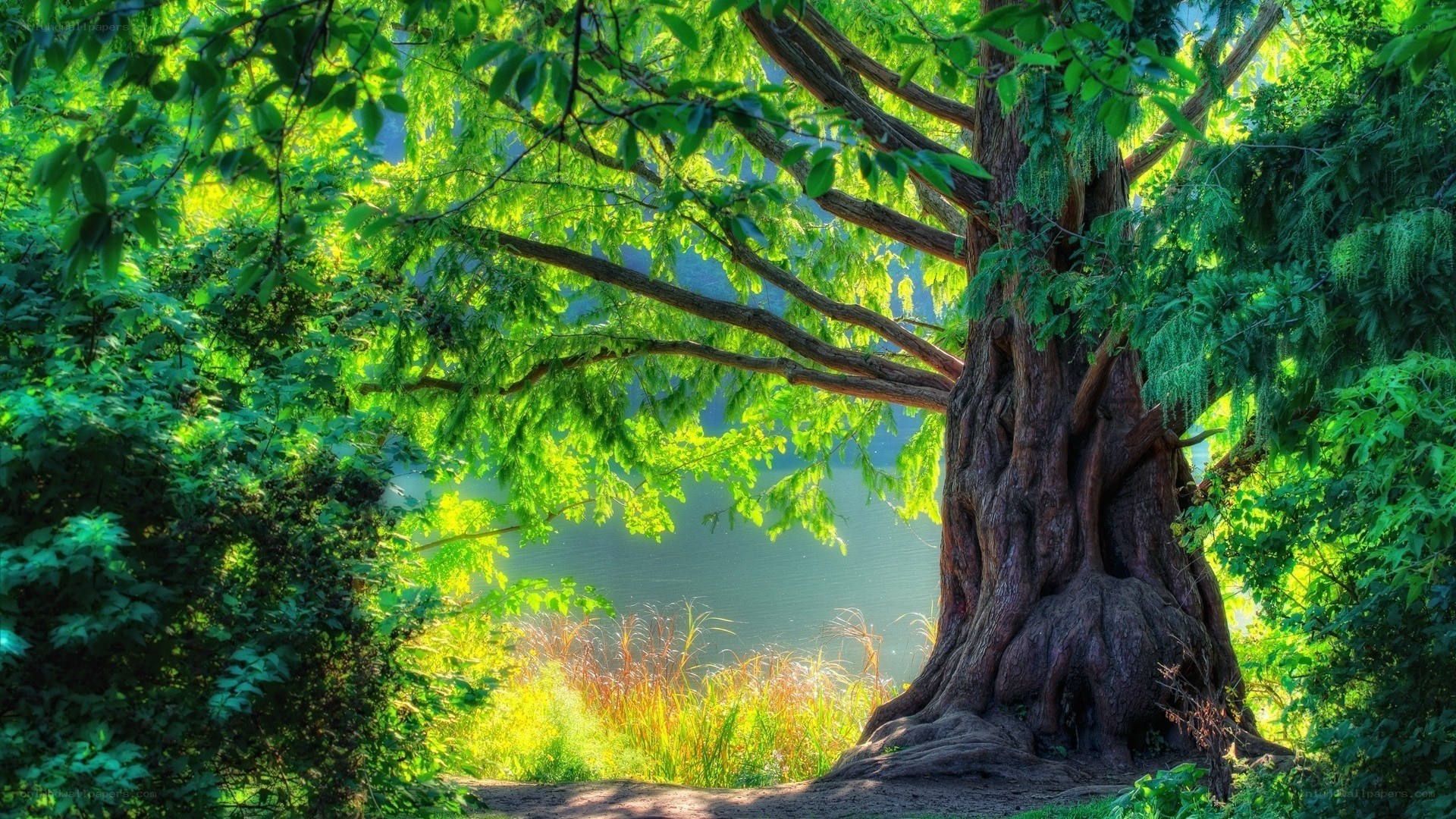 Ancient tree by the lake