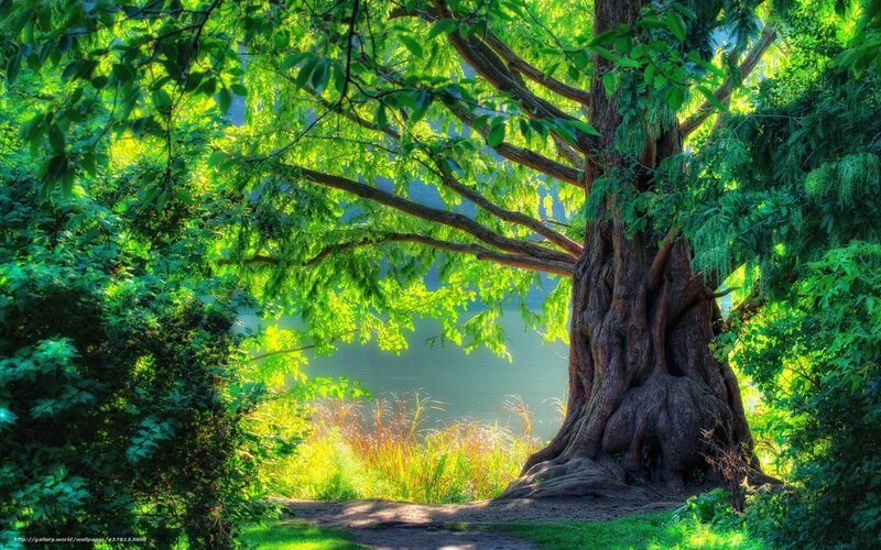 Ancient tree by the lake