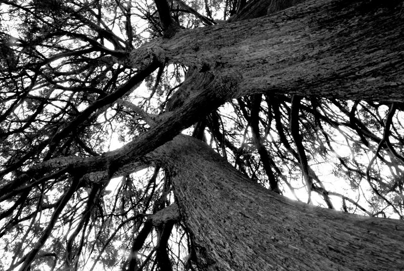 ancient tree canopy view