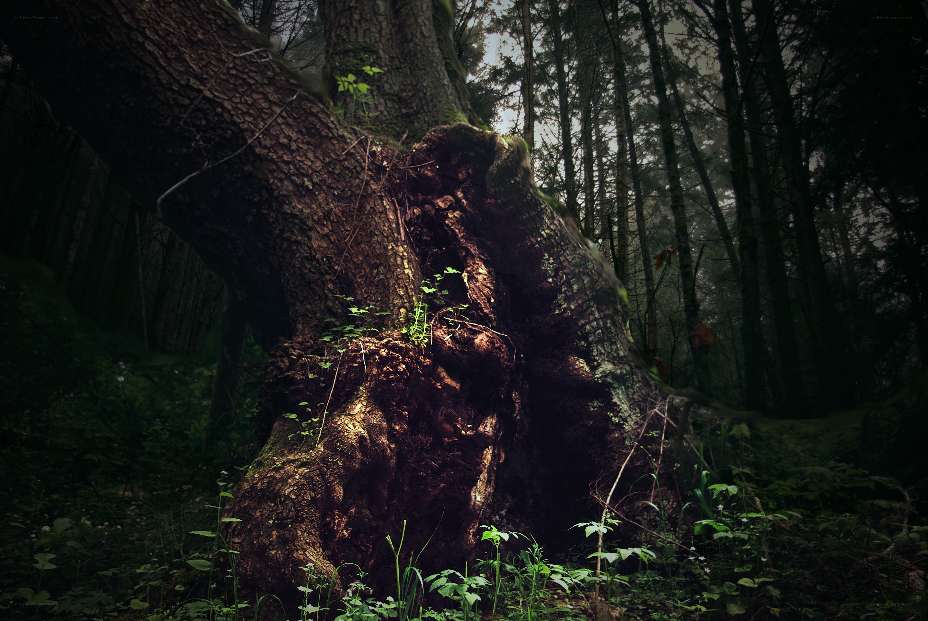 Ancient tree in a dark forest