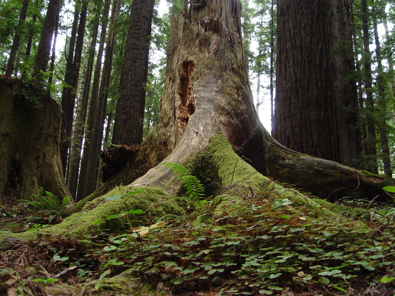 Ancient tree in a dense forest