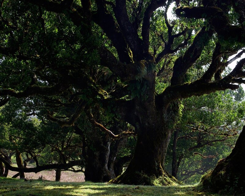 Ancient tree in a forest