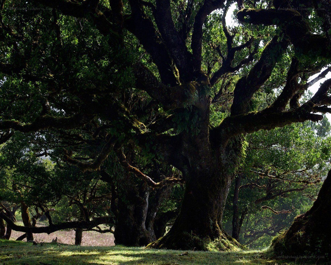 Ancient tree in a forest