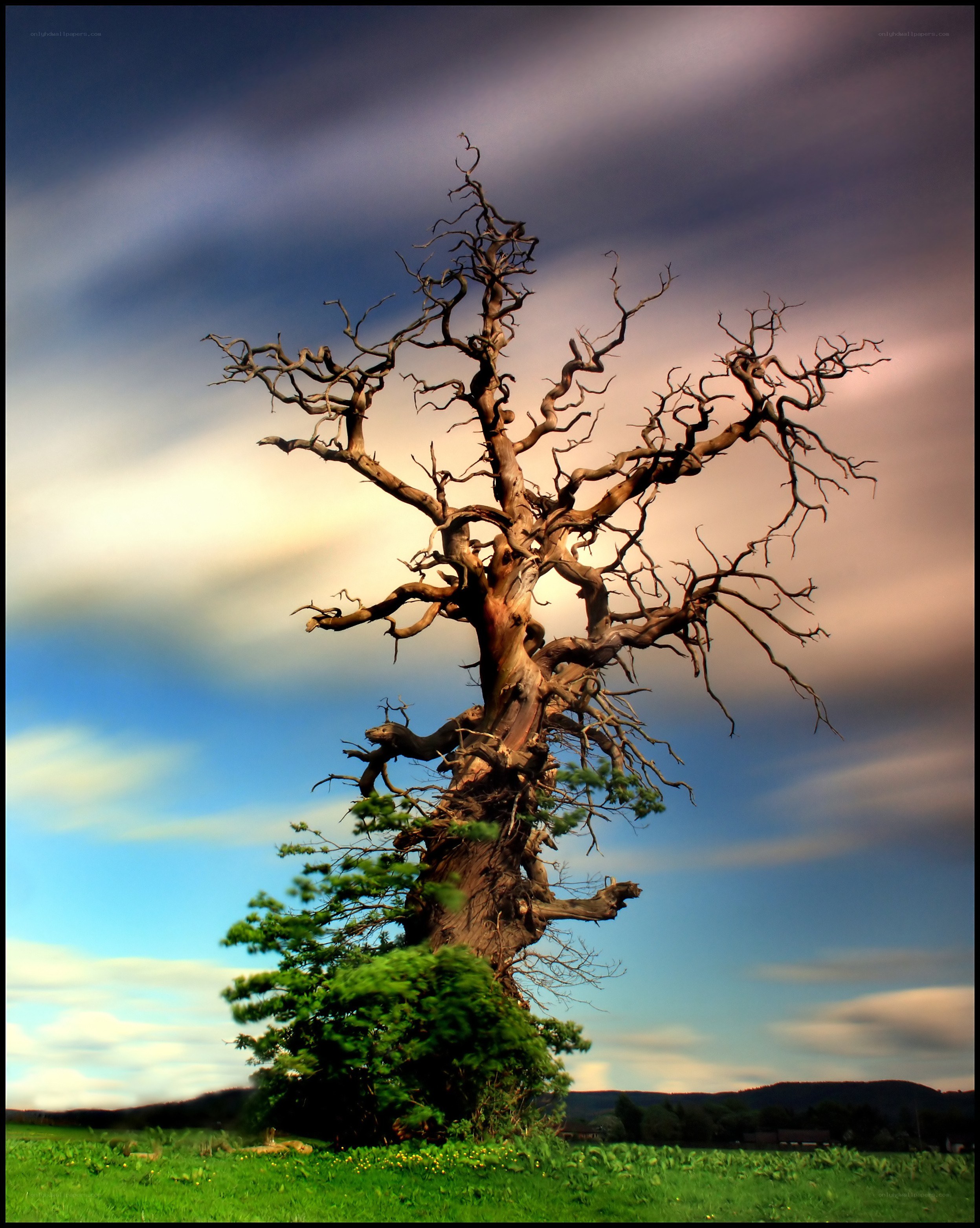 Ancient tree in a green field