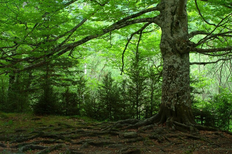 Ancient tree in a lush forest