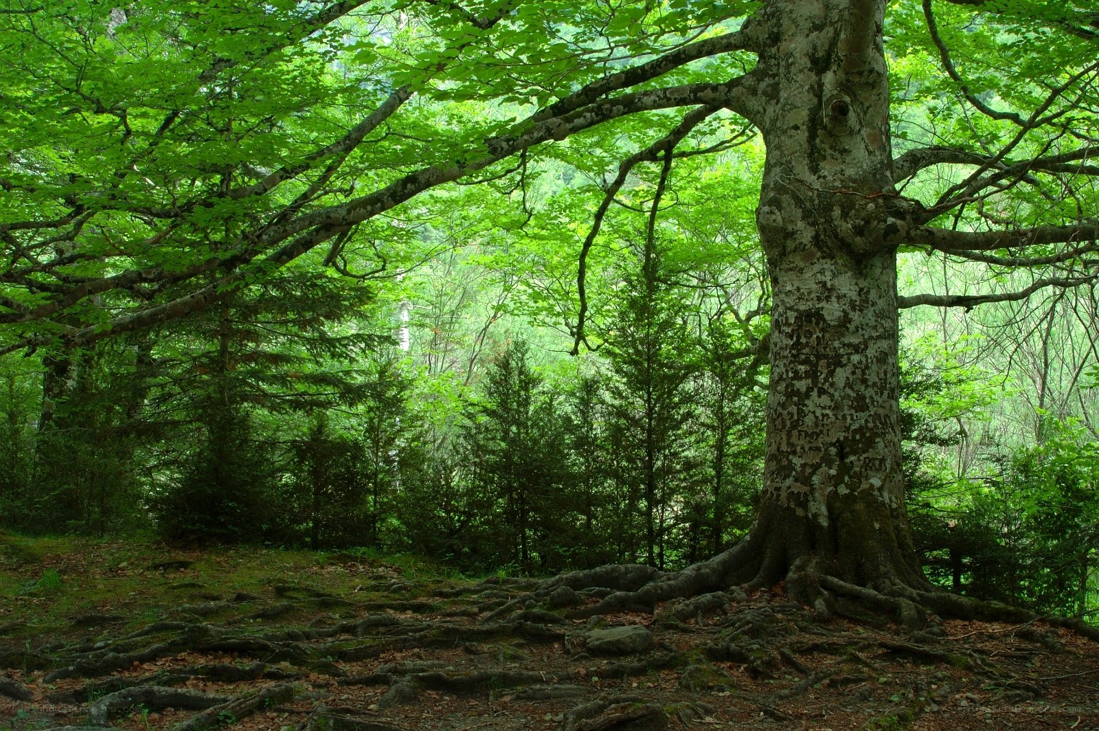 Ancient tree in a lush forest