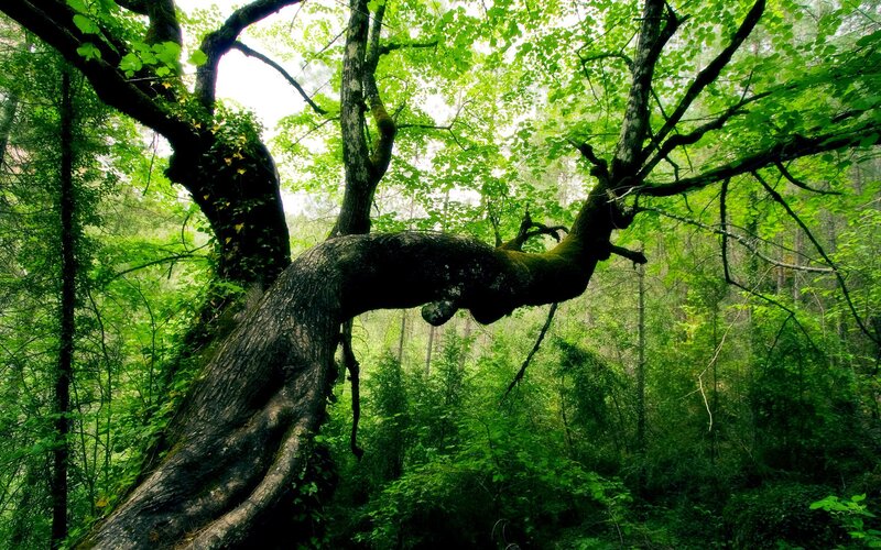 Ancient tree in a lush forest