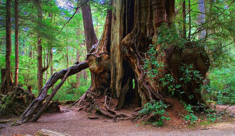 Ancient tree in a lush forest
