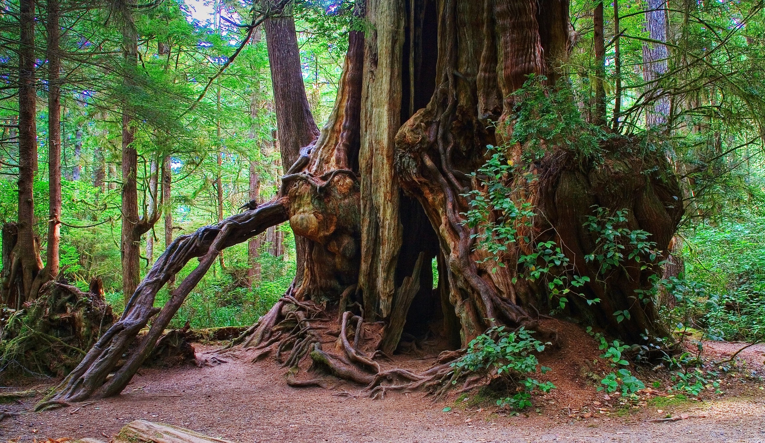 Ancient tree in a lush forest