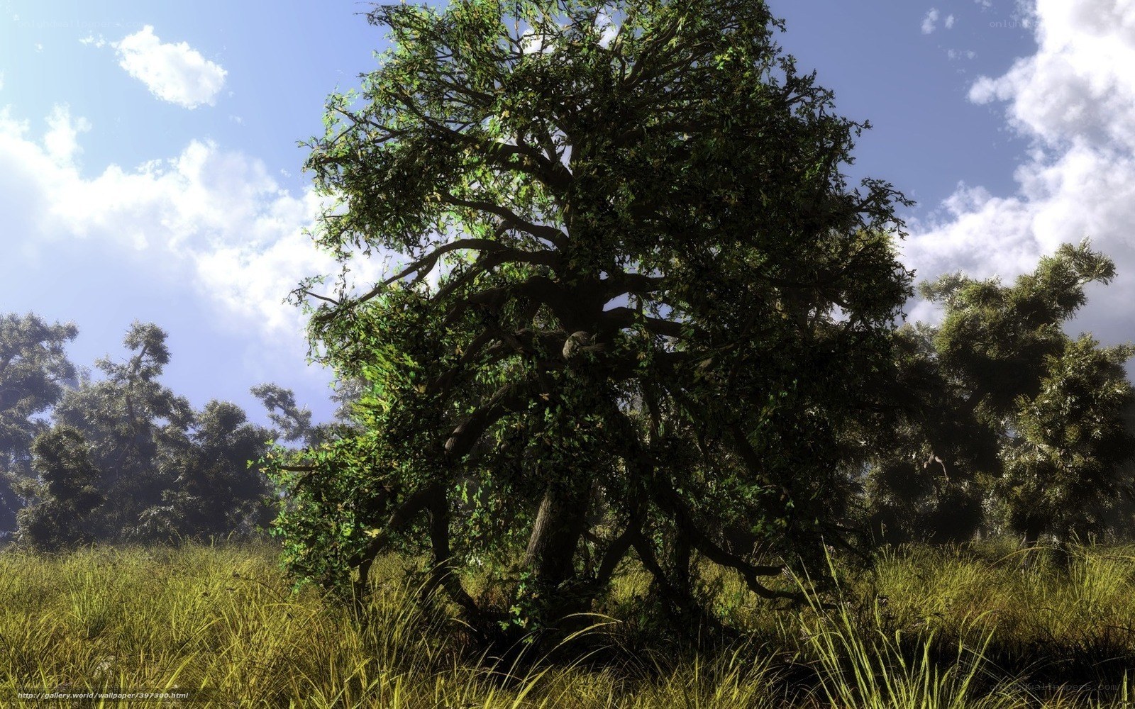 Ancient tree in a sunlit field