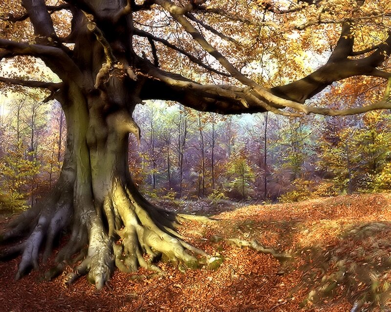 Ancient Tree in Autumn Forest — Brown