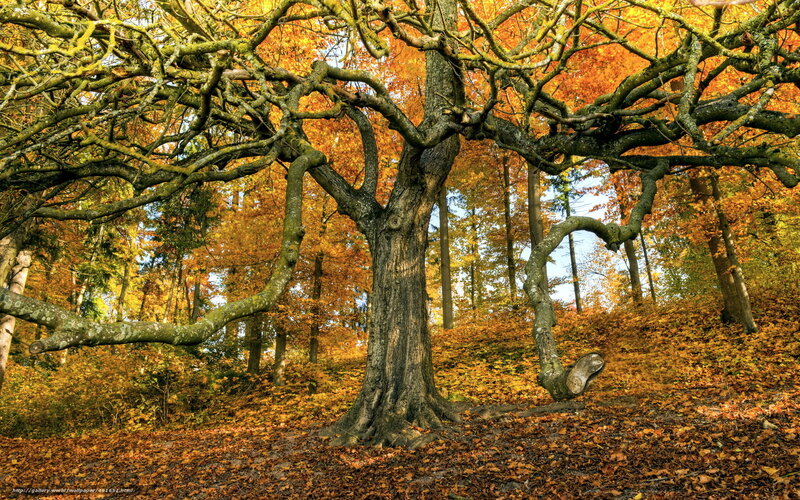 Ancient Tree in Autumn — Orange