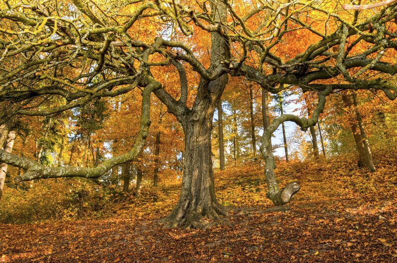 Ancient Tree in Autumn