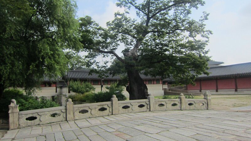 Ancient Tree in Courtyard