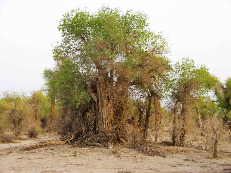 Ancient Tree in Desert — Green