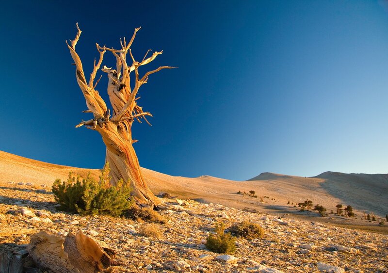 Ancient tree in desert landscape