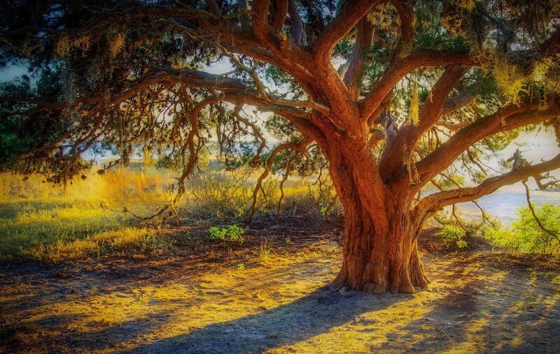 Ancient Tree in Field — Brown