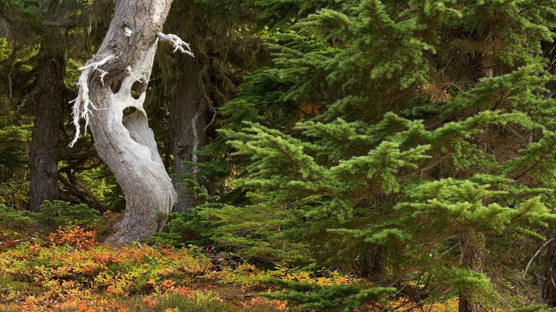 Ancient tree in forest