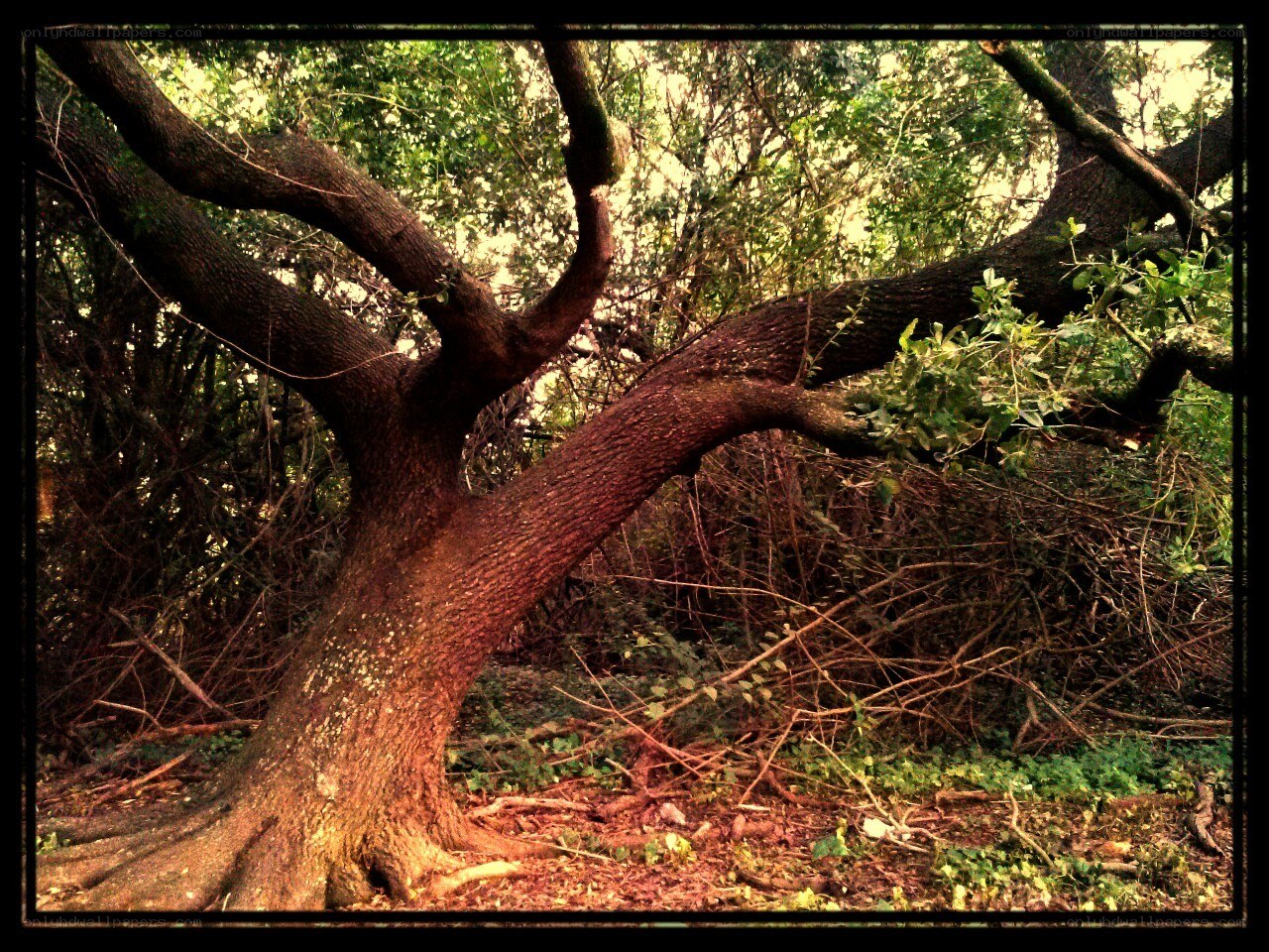 ancient tree in forest