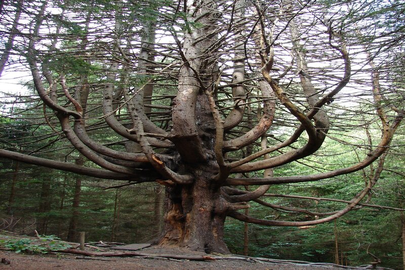 Ancient Tree in Forest — Brown