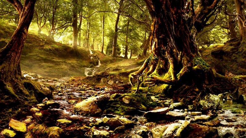 Ancient Tree in Forest — Green, Serene, Afternoon