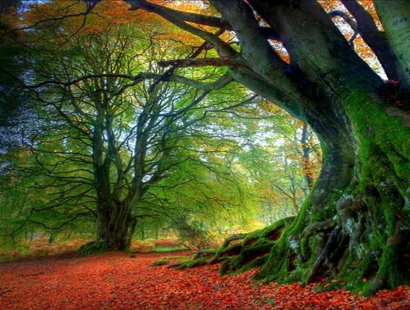Ancient Tree in Forest — Green, Serene, Autumn, Photograph