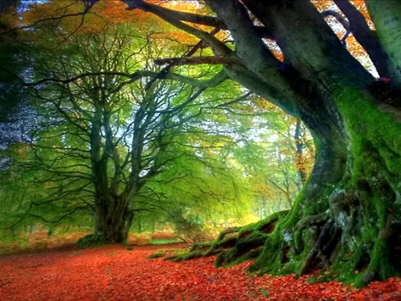 Ancient Tree in Forest — Green, Serene, Autumn, Photograph, Trees